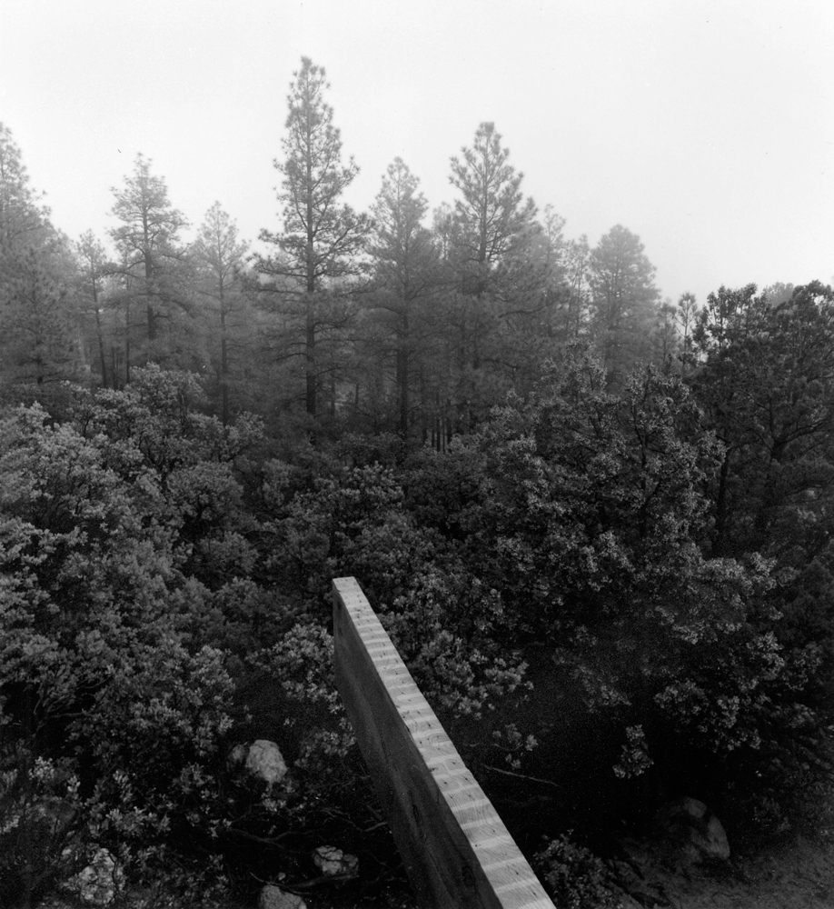 Forest Plank - NW Prescott